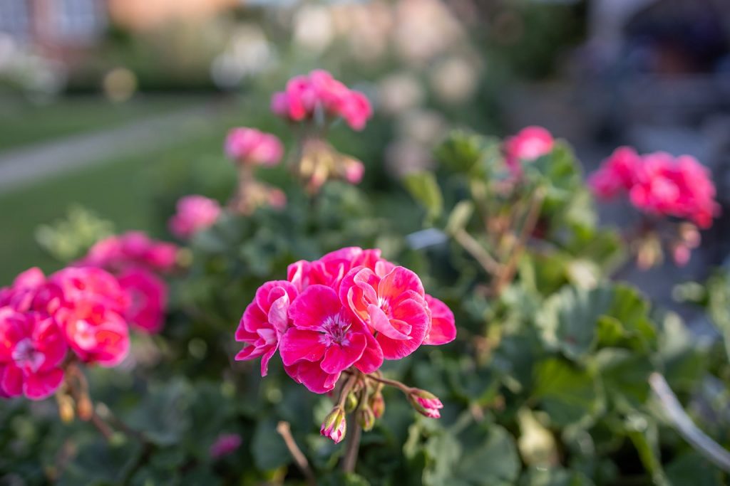 The Old Vicarage Hotel Garden 13