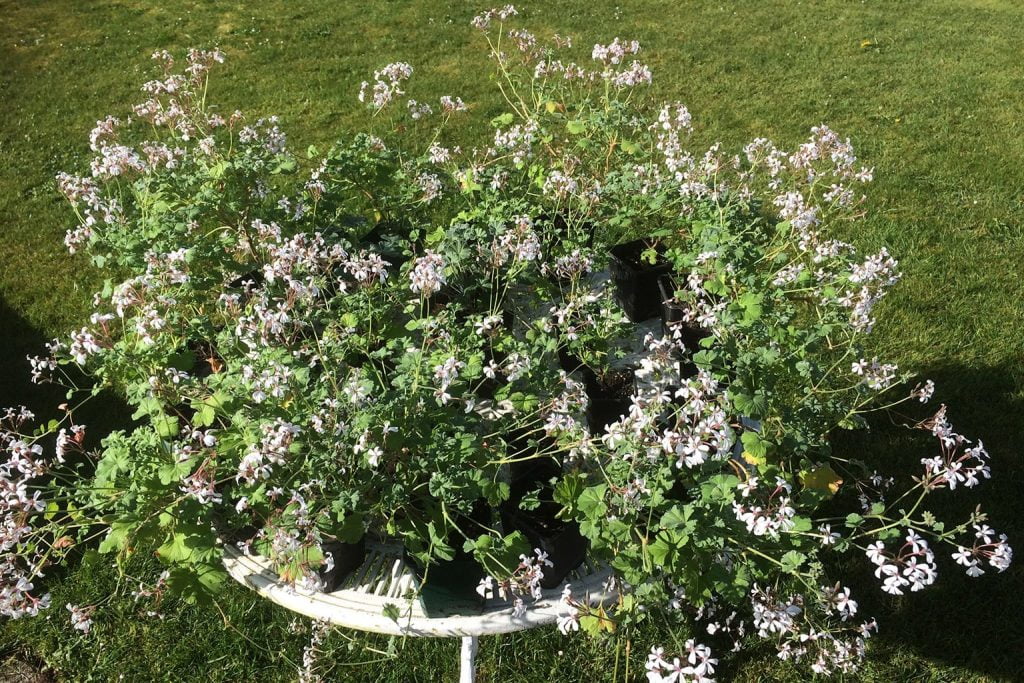 The Old Vicarage Hotel Garden 6